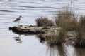 Cavaliere d`Italia -uccello acquatico nella laguna di Venezia